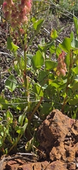Rumex vesicarius, photograph author not stated, no rights reserved