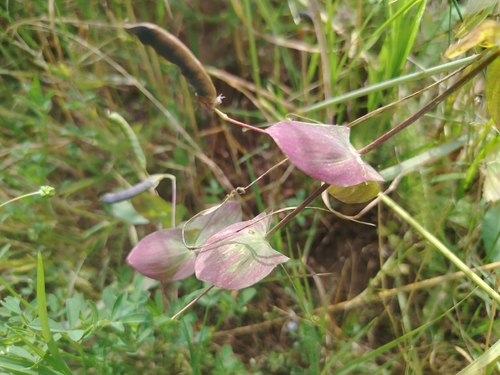 Lathyrus aphaca, photograph 2