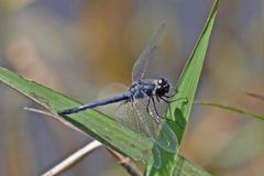 Celithemis verna