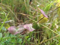 Lathyrus aphaca, photograph (c) Orzigul Anvarova, some rights reserved (CC BY)