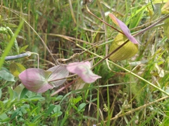 Lathyrus aphaca, photograph (c) Orzigul Anvarova, some rights reserved (CC BY)