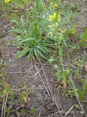 Camelina microcarpa