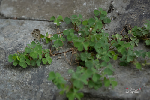 Creeping Woodsorrel
