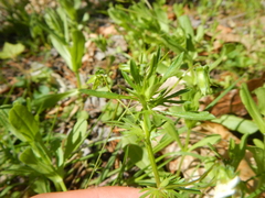 Viola arvensis