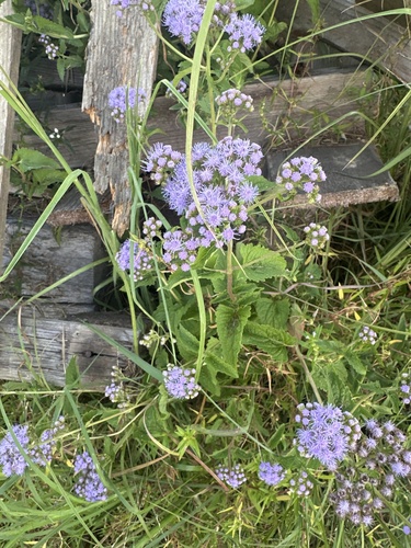 blue mistflower