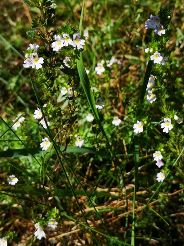 Pievinė akišveitė