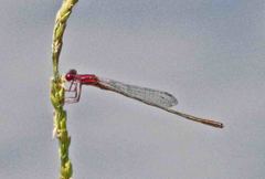 Enallagma dubium
