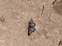 Euphydryas chalcedona chalcedona