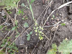 Camelina microcarpa