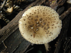 Amanita australis