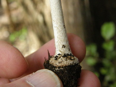 Amanita australis