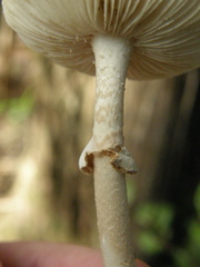 Amanita australis