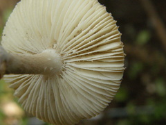 Amanita australis