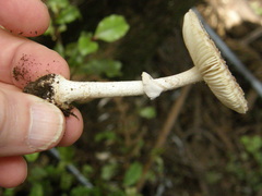 Amanita australis