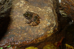 Mantidactylus