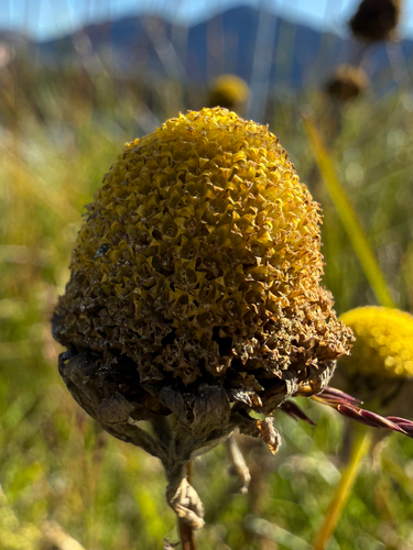 Tripleurospermum maritimum, photograph 5