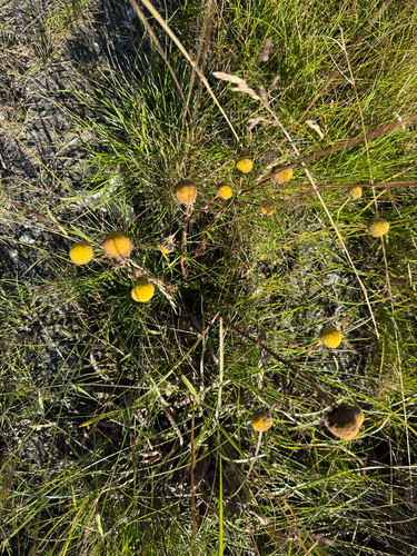 Tripleurospermum maritimum, photograph 6