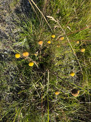 Tripleurospermum maritimum, photograph (c) Ingvild Riska, some rights reserved (CC BY)