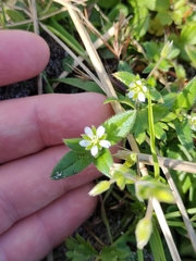 Cerastium fontanum, photograph (c) James Cunningham, some rights reserved (CC BY)