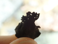 Umbilicaria polyphylla