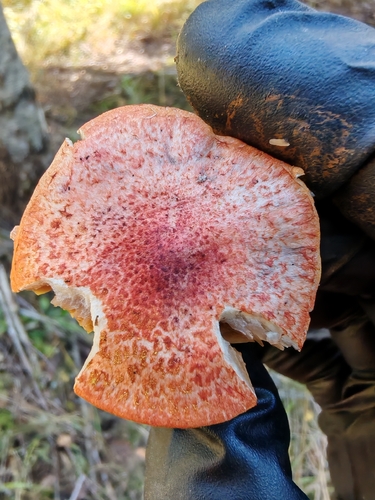 dappled webcap