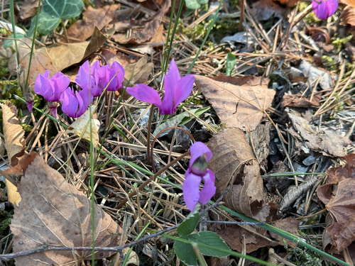 European Cyclamen