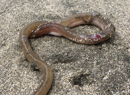 Narrow worm eel (Scolecenchelys macroptera) — Ophichthidae — 5