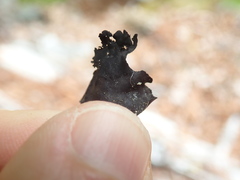 Umbilicaria polyphylla