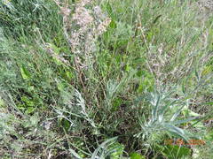 Artemisia dracunculus glauca