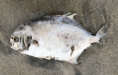 Trachinotus