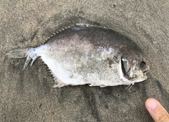 Trachinotus