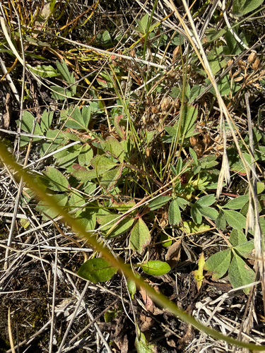 Sibbaldia procumbens, photograph 6