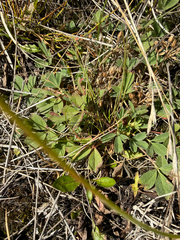 Sibbaldia procumbens, photograph (c) Ingvild Riska, some rights reserved (CC BY)
