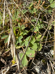 Sibbaldia procumbens, photograph (c) Ingvild Riska, some rights reserved (CC BY)