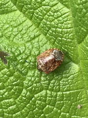 Cosmopepla intergressa