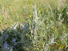 Artemisia dracunculus glauca
