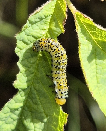 Rose Sawfly