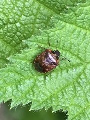 Cosmopepla intergressa