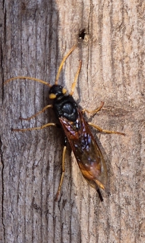 Giant Woodwasp