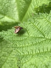 Cosmopepla intergressa