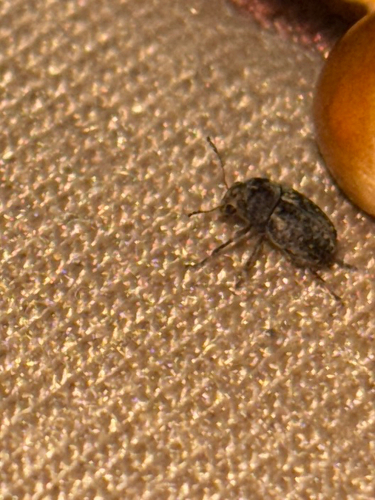 Araecerus fasciculatus, 2026-09-07