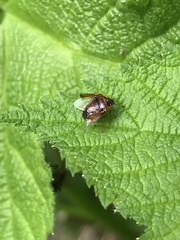 Cosmopepla intergressa