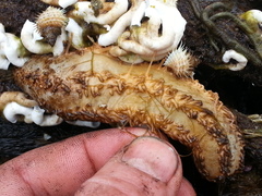 Eupentacta quinquesemita