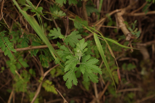 Chrysanthemum arisanense, 2026-09-06