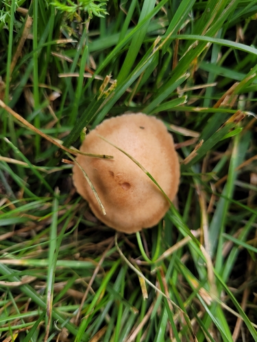 fairy ring marasmius
