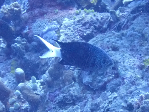 Chromis xanthura observed 2026-09-07
