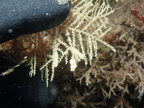 Sertularella observed 2026-09-06