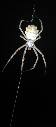 Lobed Argiope