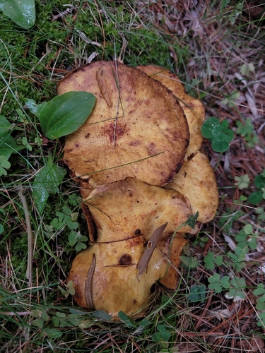 Chicken Fat Mushroom