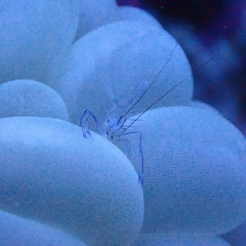 Palaemonella observed 2026-09-07